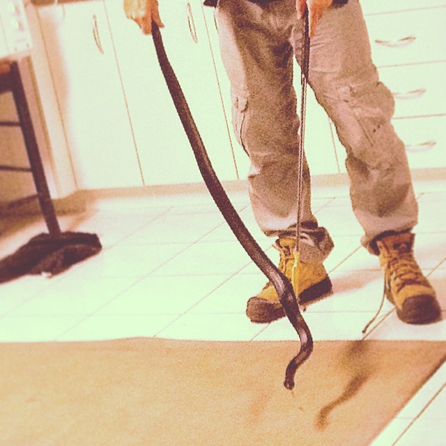 Just a 1.5 metre #redbellyblacksnake I just had removed from my flat. I would have done it myself but I was busy. #snakes #venomoussnakes #movetonoosa #noosa #sunshinecoast #australia #wildlife #itsawildlife #wildrecords nearly a #kingbrown @kingbrown_pomade @thehi_boys #hilife - thanks Mark Neath
