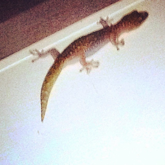 This #gecko is easily twice the size of any I've ever seen. I'm thinking he was maybe chased in here on Sunday by (see Sunday night post)