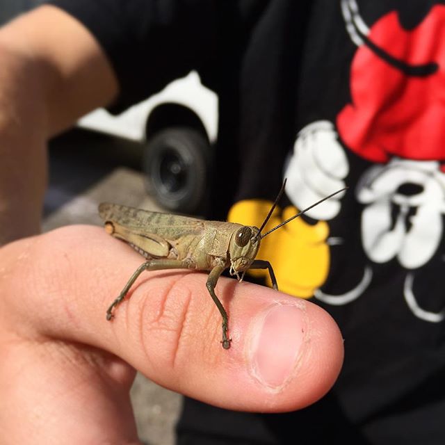 A #friend of @benosbornephoto came to say #hello / #insects #winter @thomassurfboards @the_studio4567 @captainsipsops