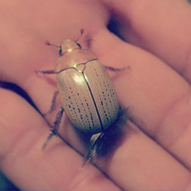 @noosahorses #onlyinaustralia